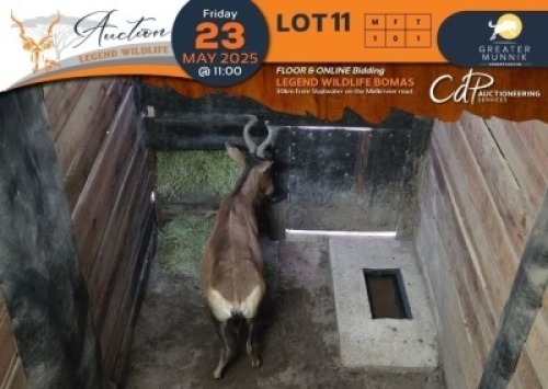 1 X Red Hartebeest M:1 Greater Munnik Conservancies Plaas: Bloemtuin