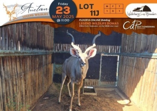 1 X Kudu M:1 Waterberg Game Breeders