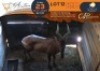 1 X Red Hartebeest M:1 Greater Munnik Conservancies Plaas: Bloemtuin