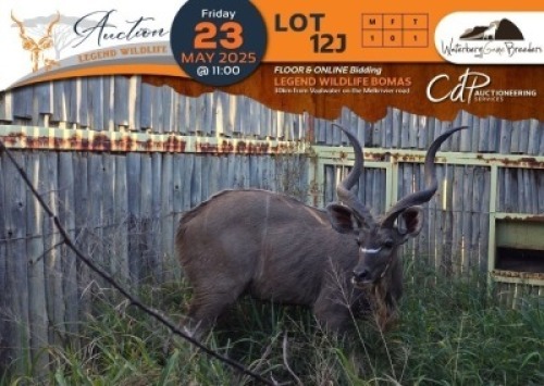 1 X Kudu M:1 Waterberg Game Breeders