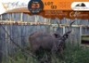 1 X Kudu M:1 Waterberg Game Breeders