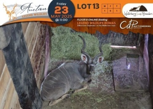 1 X Kudu M:1 Waterberg Game Breeders