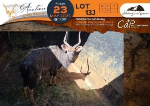 1 X Nyala M:1 Waterberg Game Breeders