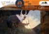 1 X Nyala M:1 Waterberg Game Breeders