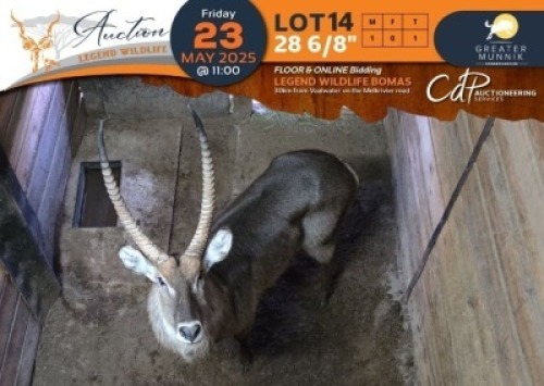 1 X 28 6/8" Waterbuck M:1 Greater Munnik Conservancies Plaas: Dikgale