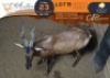 1 X Red Hartebeest M:1 Greater Munnik Conservancies Plaas: Bloemtuin - 2