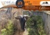 1 X Blue Wildebeest M:1 Waterberg Game Breeders