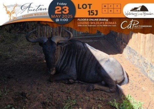 1 X Blue Wildebeest M:1 Waterberg Game Breeders