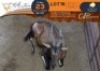 1 X Red Hartebeest M:1 Greater Munnik Conservancies Plaas: Bloemtuin - 2