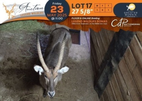 1 X 27 5/8" Waterbuck M:1 Greater Munnik Conservancies Plaas: Dikgale