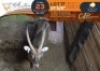 1 X 27 5/8" Waterbuck M:1 Greater Munnik Conservancies Plaas: Dikgale