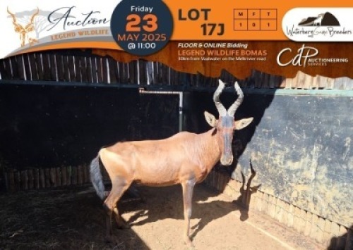 1 X Red Hartebeest M:1 Waterberg Game Breeders