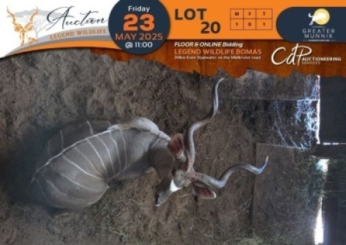 1 X Kudu M:1 Greater Munnik Conservancies Plaas: Mooketsi