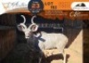 1 X Kudu M:1 Waterberg Game Breeders
