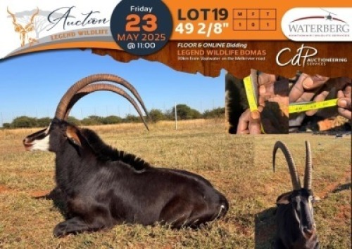 1 X 49 2/8" Sable M:1 Waterberg Aviation Air