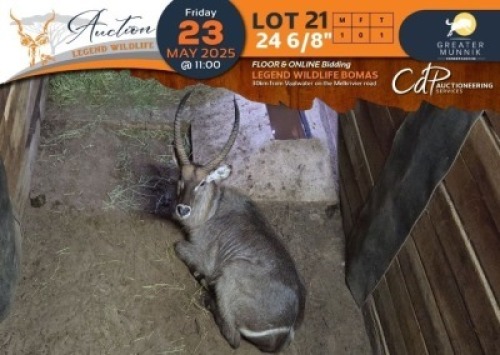 1 X 24 6/8" Waterbuck M:1 Greater Munnik Conservancies Plaas: Dikgale