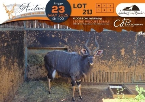 1 X Nyala M:1 Waterberg Game Breeders