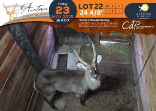 1 X 24 4/8" Waterbuck M:1 Greater Munnik Conservancies Plaas:Dikgale