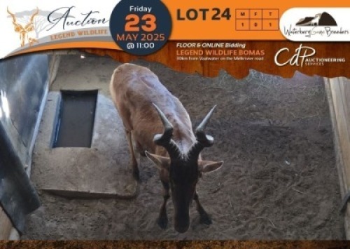 1 X Red Hartebeest M:1 Waterberg Game Breeders