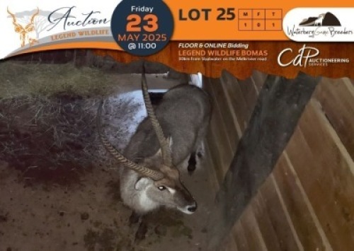 1 X Waterbuck M:1 Waterberg Game Breeders