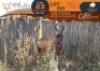 1 X Red Hartebeest M:1 Greater Munnik Conservancies Plaas: Bloemtuin