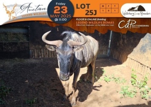 1 X Blue Wildebeest M:1 Waterberg Game Breeders