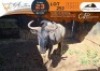 1 X Blue Wildebeest M:1 Waterberg Game Breeders