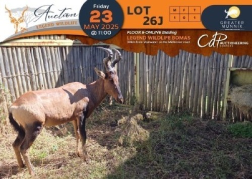 1 X Red Hartebeest M:1 Greater Munnik Conservancies Plaas: Bloemtuin