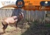 1 X Red Hartebeest M:1 Greater Munnik Conservancies Plaas: Bloemtuin