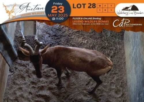 1 X Red Hartebeest M:1 Waterberg Game Breeders