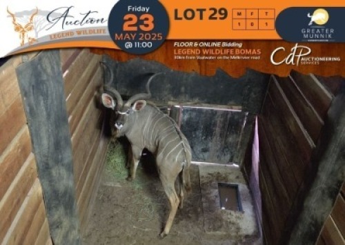 1 X Kudu M:1 Greater Munnik Conservancies Plaas: Dikgale