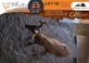 1 X Red Hartebeest M:1 Waterberg Game Breeders