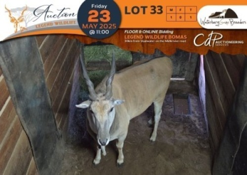 1 X Eland M:1 Waterberg Game Breeders