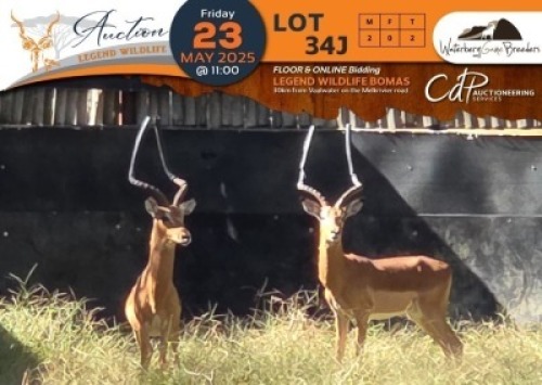 2 X Impala M:2 Waterberg Game Breeders (Per Piece to take the lot/Per stuk om lot te neem)