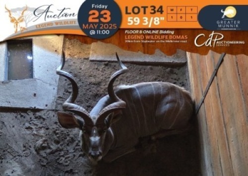 1 X 59 3/8" Kudu M:1 Greater Munnik Conservancies Plaas: Mooketsi