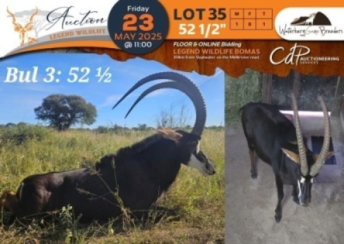 1 X 52 1/2" Sable M:1 Waterberg Game Breeders