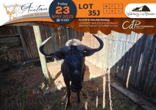 1 X Blue Wildebeest M:1 Waterberg Game Breeders