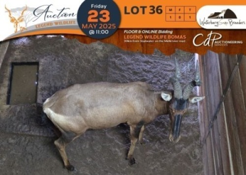 1 X Red Hartebeest M:1 Waterberg Game Breeders