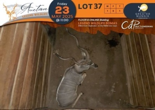1 X Kudu M:1 Greater Munnik Conservancies Plaas: Mooketsi