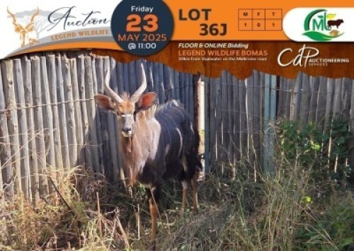 1 X Nyala M:1 Morgan Trading