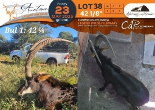 1 X 42 1/8" Sable M:1 Waterberg Game Breeders