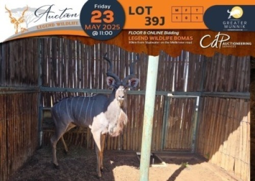 1 X Kudu M:1 Greater Munnik Conservancies Plaas: Dikgale