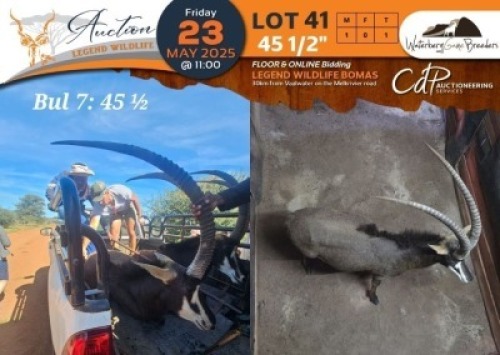 1 X 45 1/2" Sable M:1 Waterberg Game Breeders