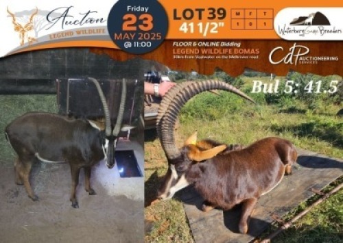 1 X 41 1/2" Sable M:1 Waterberg Game Breeders