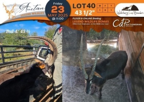 1 X 43 1/2" Sable M:1 Waterberg Game Breeders