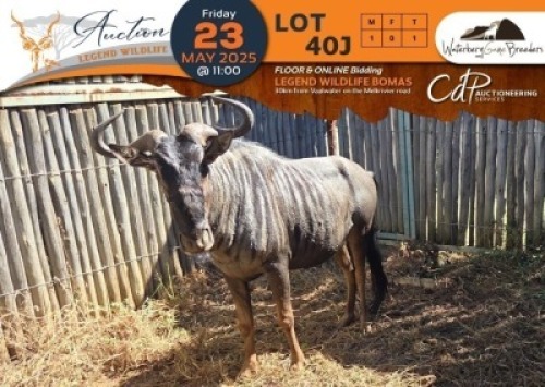 1 X Blue Wildebeest M:1 Waterberg Game Breeders