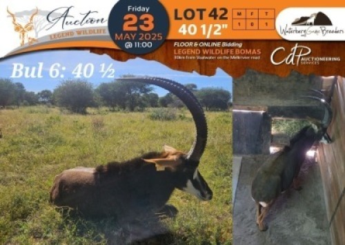 1 X 40 1/2" Sable M:1 Waterberg Game Breeders