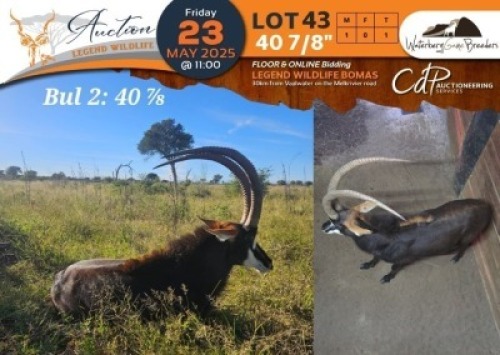 1 X 40 7/8" Sable M:1 Waterberg Game Breeders
