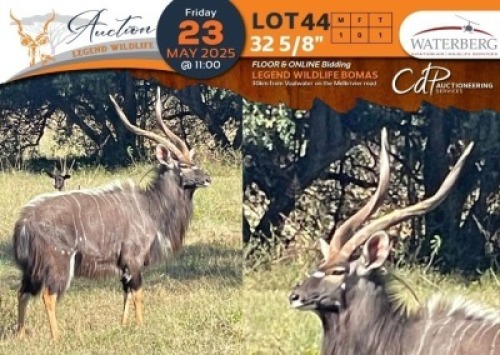 1 X 32 5/8" Nyala M:1 Waterberg Aviation Air