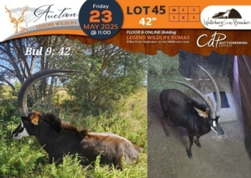 1 X 42" Sable M:1 Waterberg Game Breeders